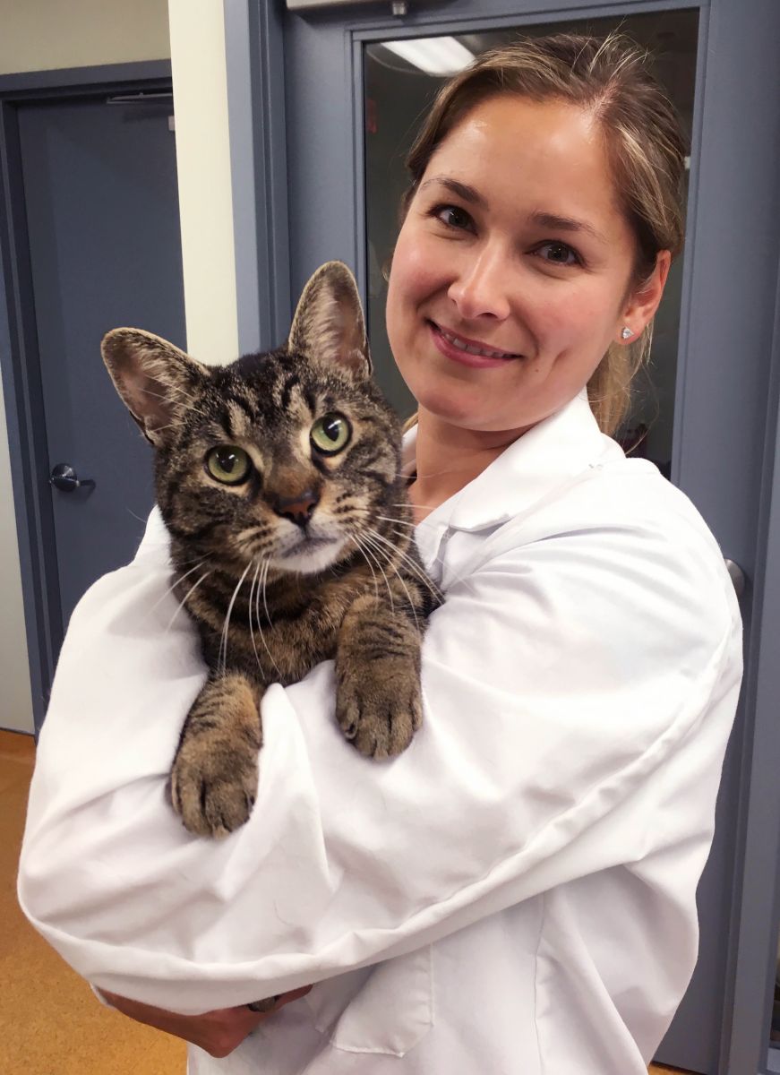 Taking the stress out of bringing your cat to the vet 